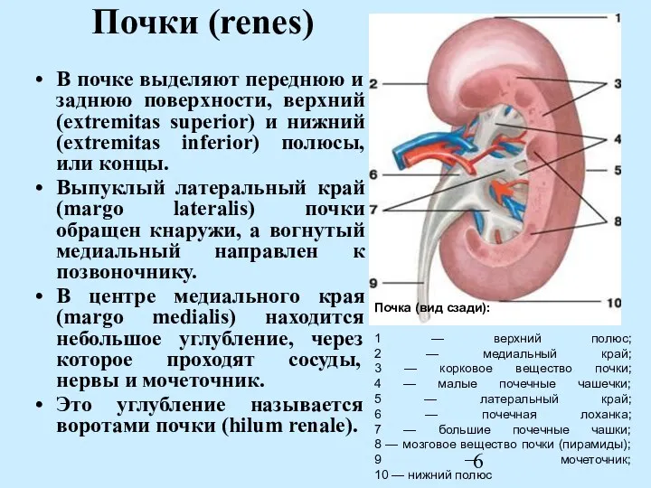 Почки (renes) В почке выделяют переднюю и заднюю поверхности, верхний