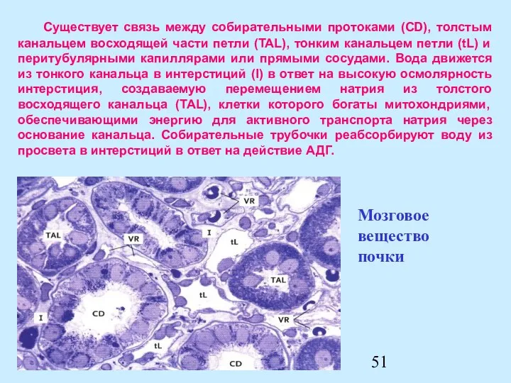 Существует связь между собирательными протоками (CD), толстым канальцем восходящей части