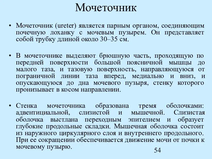 Мочеточник Мочеточник (ureter) является парным органом, соединяющим почечную лоханку с