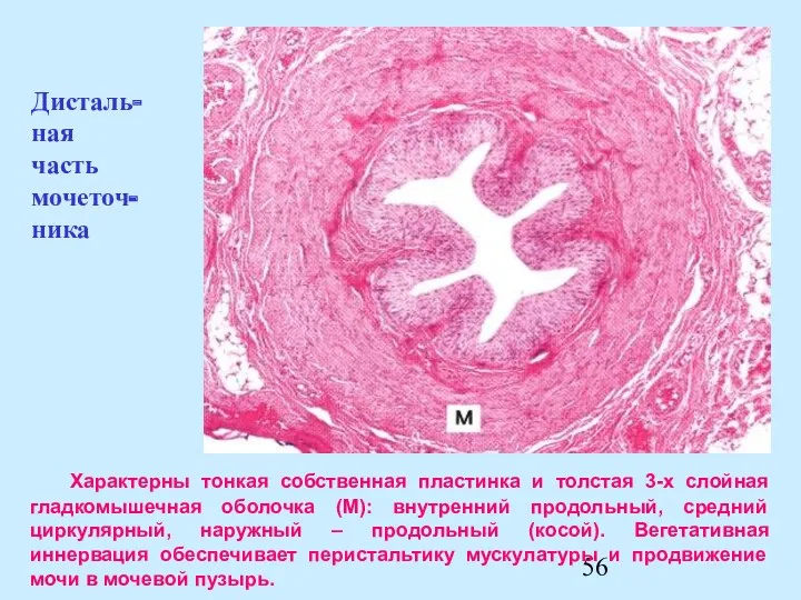 Характерны тонкая собственная пластинка и толстая 3-х слойная гладкомышечная оболочка