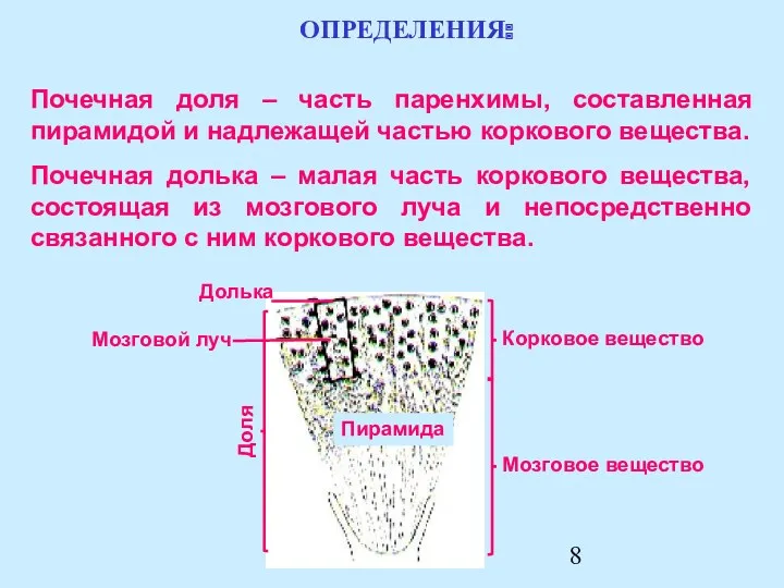 Почечная доля – часть паренхимы, составленная пирамидой и надлежащей частью