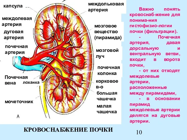 КРОВОСНАБЖЕНИЕ ПОЧКИ междольковая артерия мозговое вещество (пирамида) мозговой луч почечная