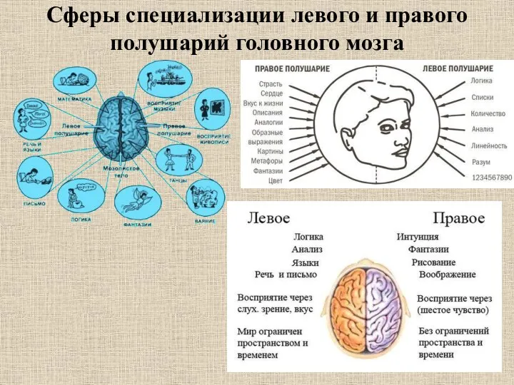 Сферы специализации левого и правого полушарий головного мозга