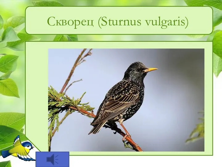 Скворец (Sturnus vulgaris)