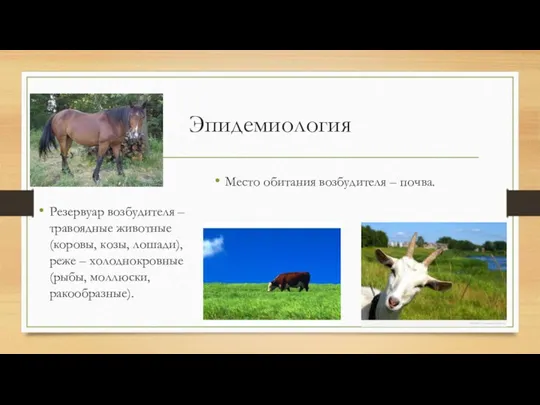Эпидемиология Резервуар возбудителя – травоядные животные(коровы, козы, лошади), реже –
