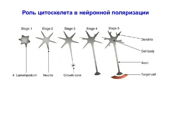 Роль цитоскелета в нейронной поляризации