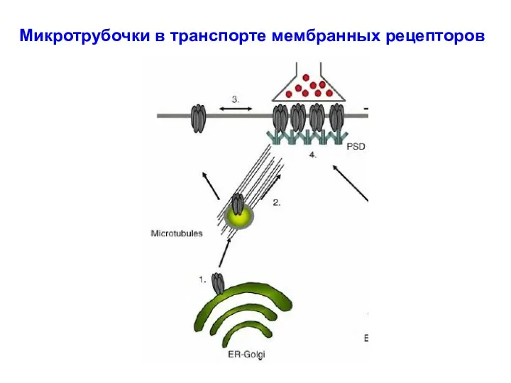 Микротрубочки в транспорте мембранных рецепторов