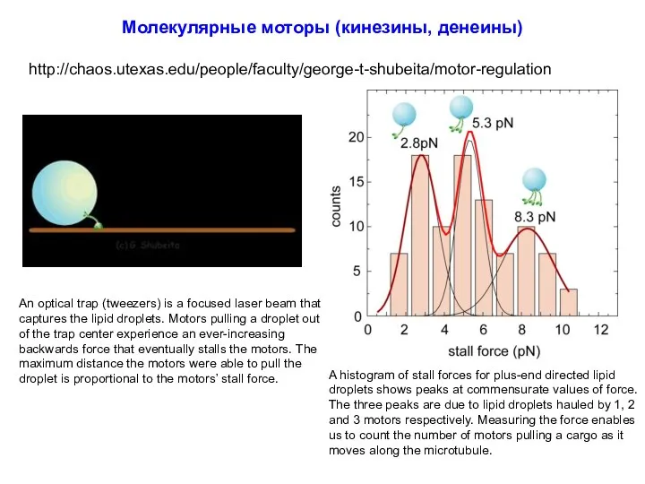 Молекулярные моторы (кинезины, денеины) An optical trap (tweezers) is a focused laser beam