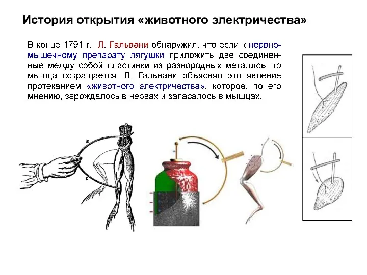 История открытия «животного электричества»