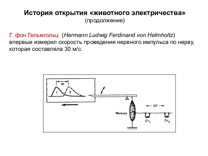 История открытия «животного электричества» (продолжение) Г. фон Гельмгольц (Hermann Ludwig