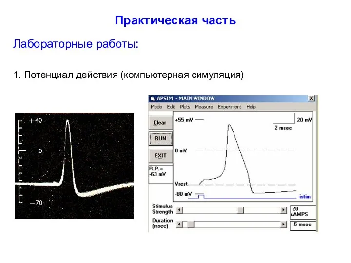 Практическая часть Лабораторные работы: 1. Потенциал действия (компьютерная симуляция)