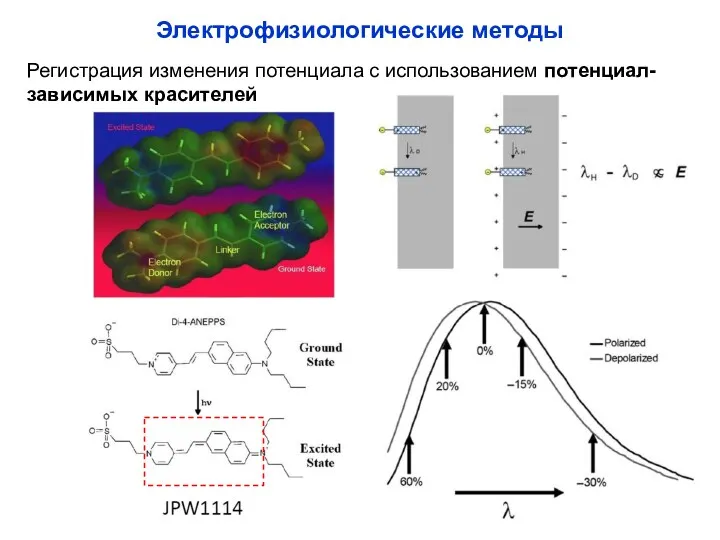 Электрофизиологические методы Регистрация изменения потенциала с использованием потенциал-зависимых красителей