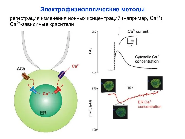 Электрофизиологические методы регистрация изменения ионных концентраций (например, Са2+) Са2+-зависимые красители