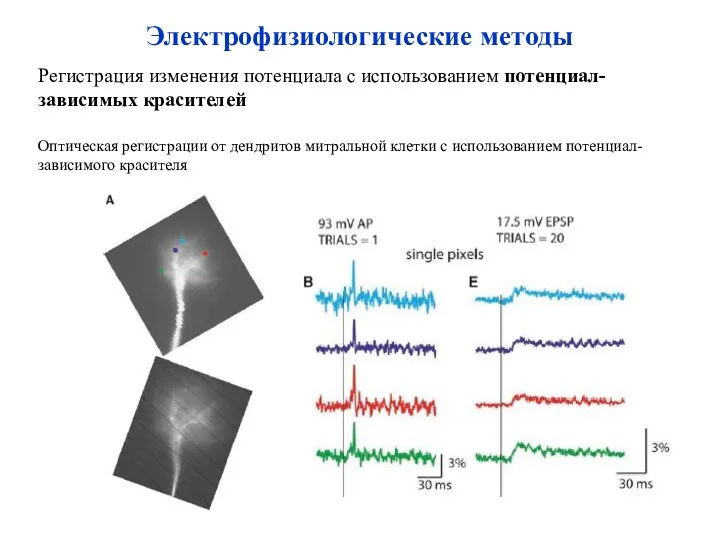 Электрофизиологические методы Регистрация изменения потенциала с использованием потенциал-зависимых красителей Оптическая