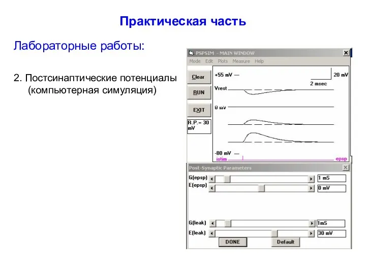 Практическая часть Лабораторные работы: 2. Постсинаптические потенциалы (компьютерная симуляция)