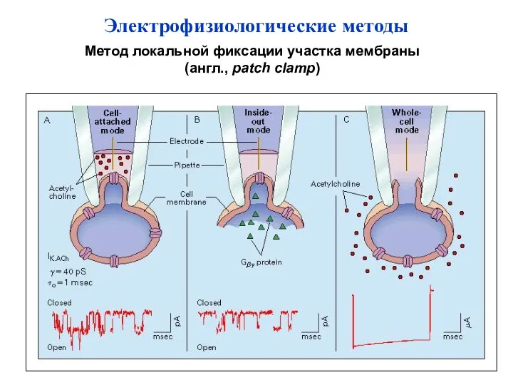 Метод локальной фиксации участка мембраны (англ., patch clamp) Электрофизиологические методы