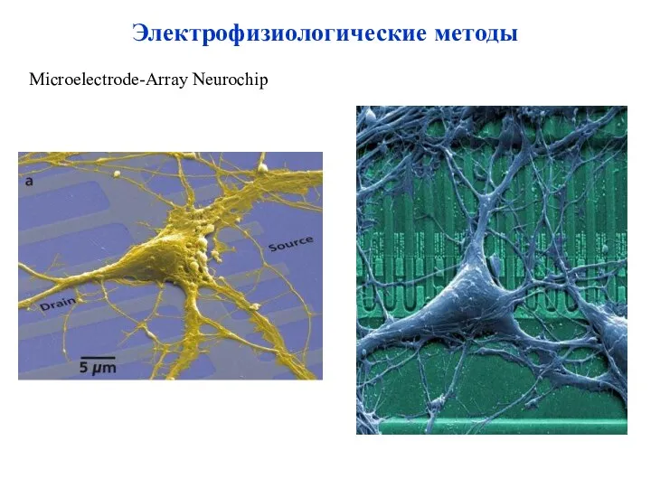 Microelectrode-Array Neurochip Электрофизиологические методы