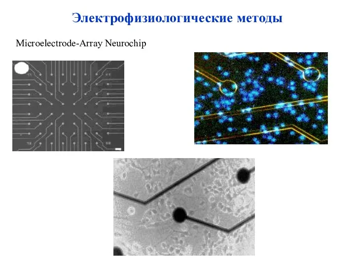 Microelectrode-Array Neurochip Электрофизиологические методы