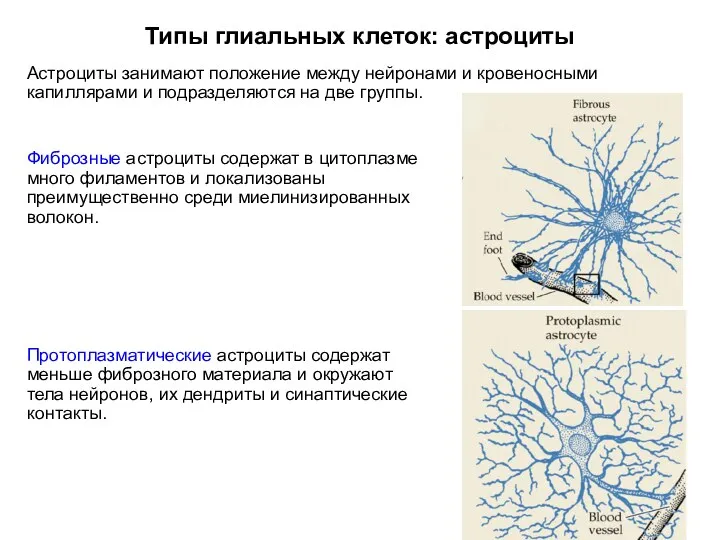 Типы глиальных клеток: астроциты Астроциты занимают положение между нейронами и кровеносными капиллярами и