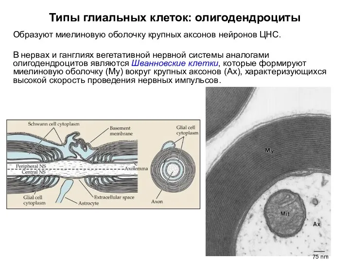 Типы глиальных клеток: олигодендроциты Образуют миелиновую оболочку крупных аксонов нейронов