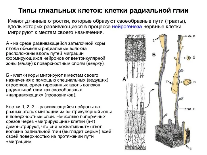 Типы глиальных клеток: клетки радиальной глии Имеют длинные отростки, которые