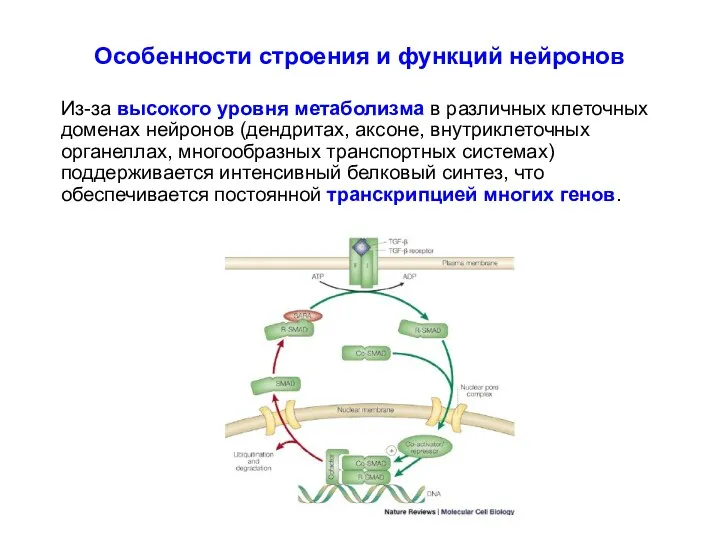 Особенности строения и функций нейронов Из-за высокого уровня метаболизма в