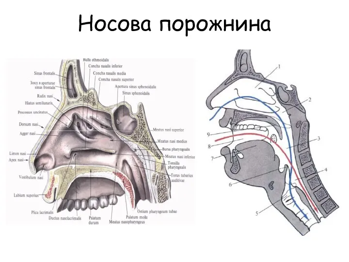 Носова порожнина