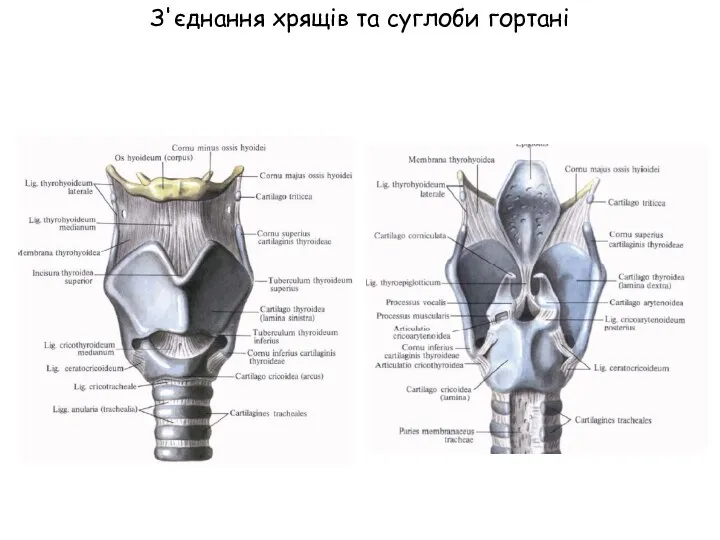 З'єднання хрящів та суглоби гортані