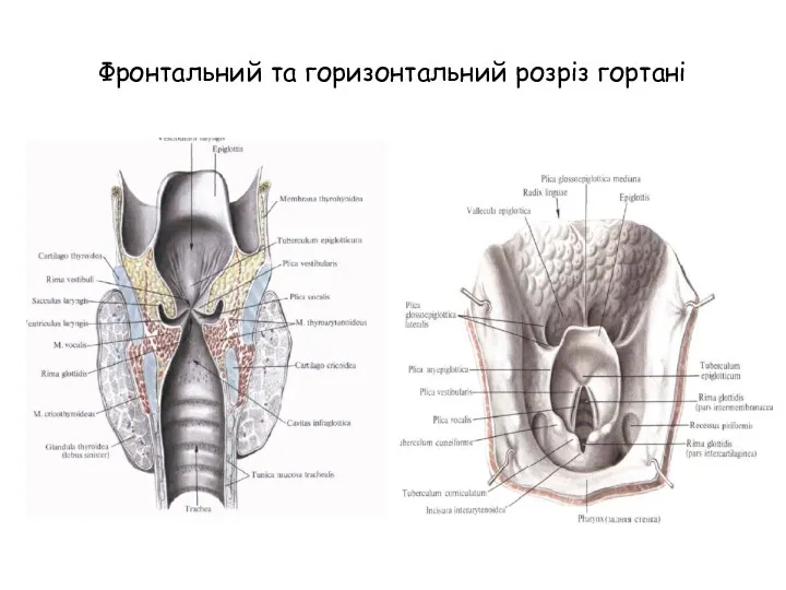 Фронтальний та горизонтальний розріз гортані