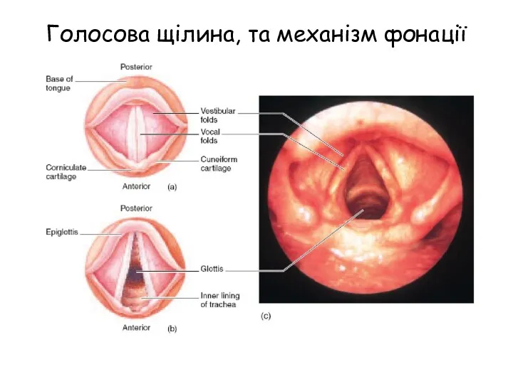 Голосова щілина, та механізм фонації