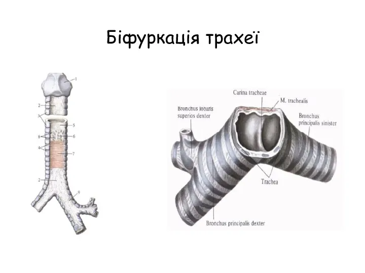 Біфуркація трахеї