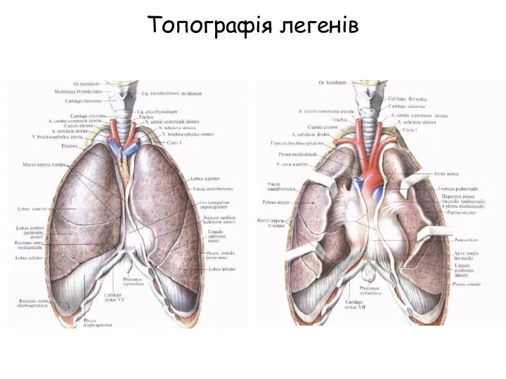 Топографія легенів