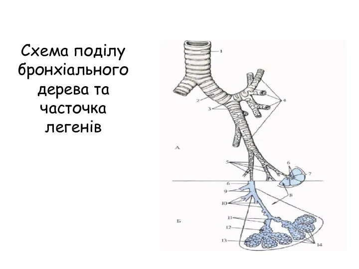 Схема поділу бронхіального дерева та часточка легенів