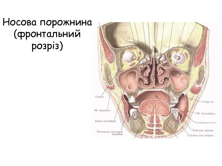 Носова порожнина (фронтальний розріз)