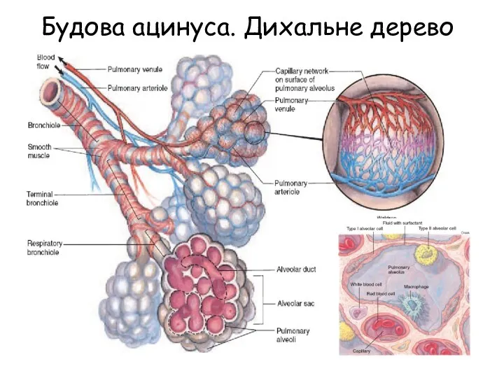 Будова ацинуса. Дихальне дерево