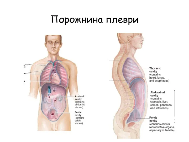 Порожнина плеври