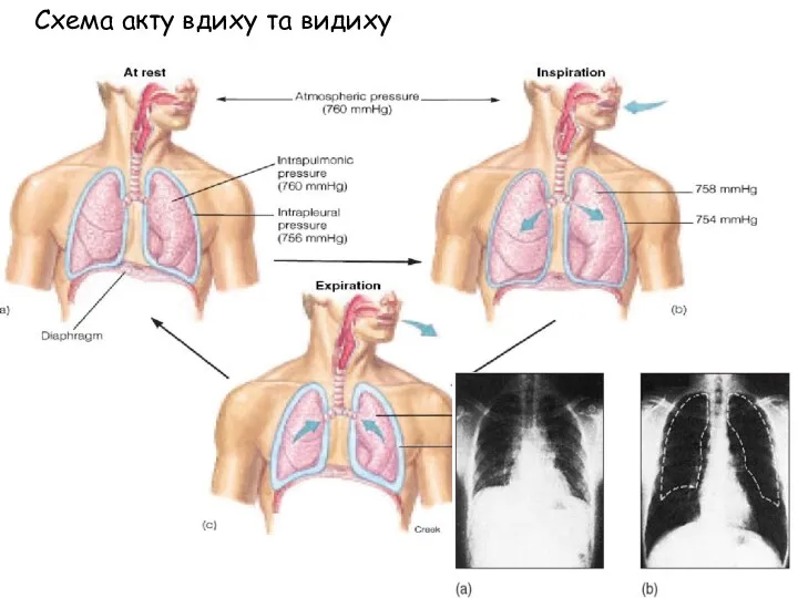 Схема акту вдиху та видиху