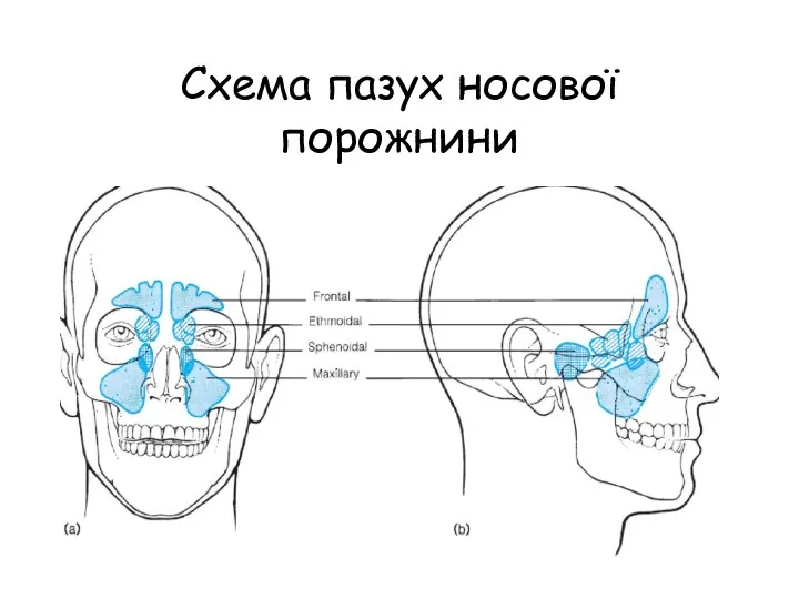 Схема пазух носової порожнини