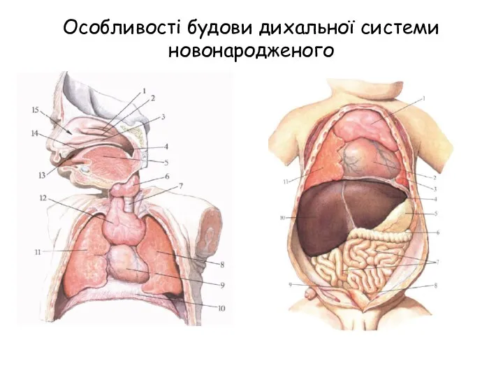 Особливості будови дихальної системи новонародженого