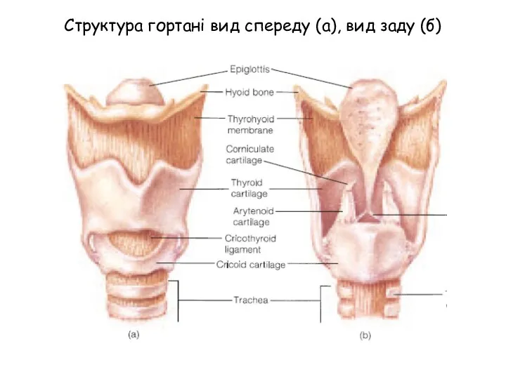 Структура гортані вид спереду (а), вид заду (б)