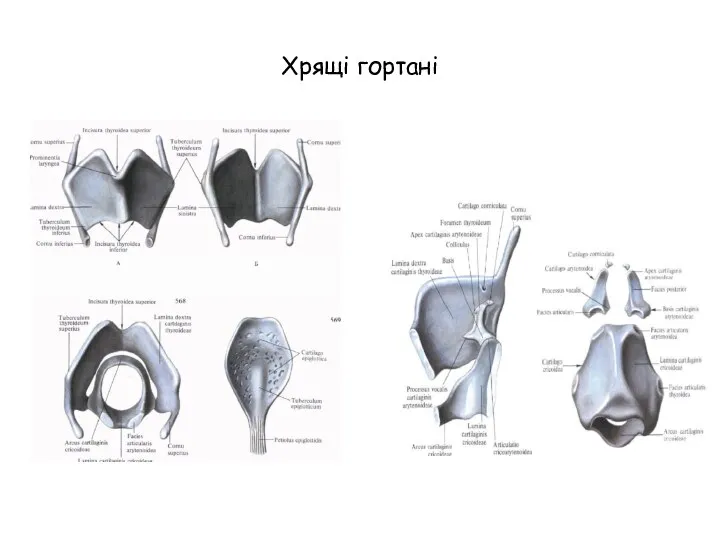 Хрящі гортані