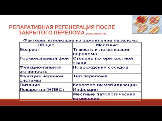 РЕПАРАТИВНАЯ РЕГЕНЕРАЦИЯ ПОСЛЕ ЗАКРЫТОГО ПЕРЕЛОМА (продолжение)