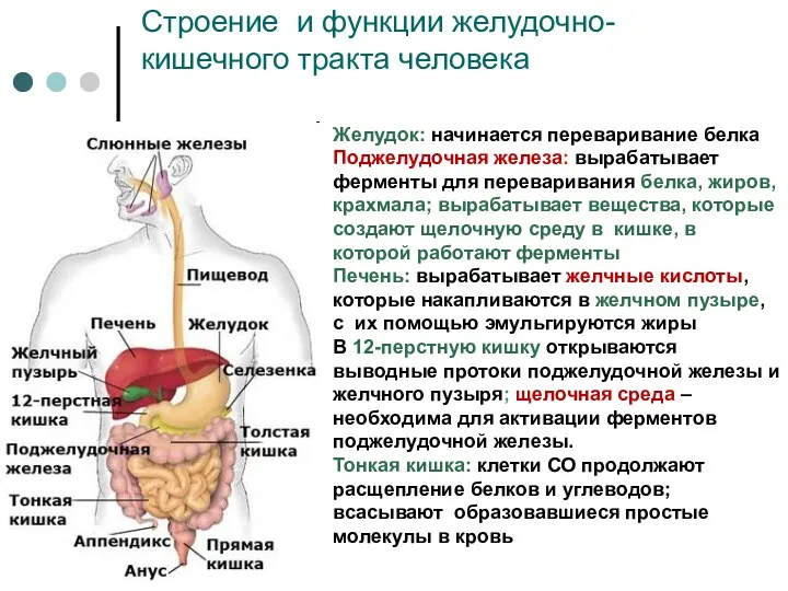 Желудок: начинается переваривание белка Поджелудочная железа: вырабатывает ферменты для переваривания