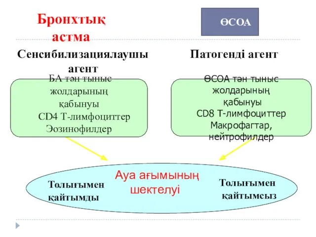 Бронхтық астма Сенсибилизациялаушы агент Патогенді агент БА тән тыныс жолдарының қабынуы СD4 Т-лимфоциттер