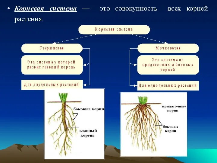 Корневая система — это совокупность всех корней растения.
