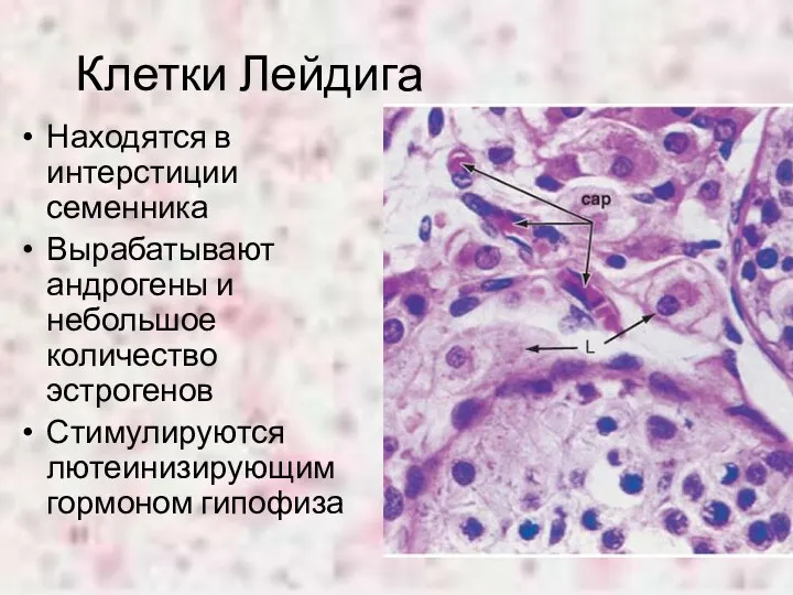 Клетки Лейдига Находятся в интерстиции семенника Вырабатывают андрогены и небольшое количество эстрогенов Стимулируются лютеинизирующим гормоном гипофиза