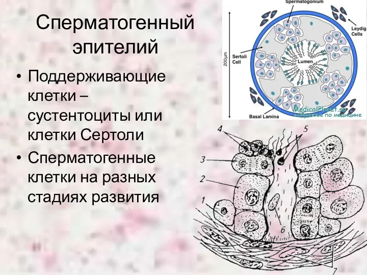 Сперматогенный эпителий Поддерживающие клетки – сустентоциты или клетки Сертоли Сперматогенные клетки на разных стадиях развития