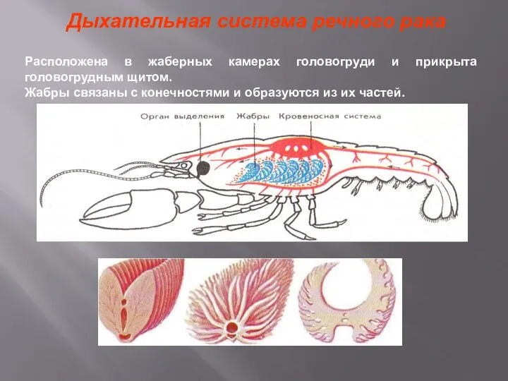 Дыхательная система речного рака Расположена в жаберных камерах головогруди и