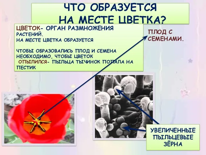 ЧТО ОБРАЗУЕТСЯ НА МЕСТЕ ЦВЕТКА? ЦВЕТОК- ОРГАН РАЗМНОЖЕНИЯ РАСТЕНИЙ. НА