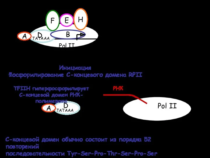 C-концевой домен обычно состоит из порядка 52 повторений последовательности Tyr-Ser-Pro-Thr-Ser-Pro-Ser Инициация TFIIH гиперфосфорилирует C-концевой домен РНК-полимеразы